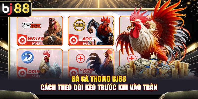 Đá Gà Thomo BJ88 – Cách Theo Dõi Kèo Trước Khi Vào Trận