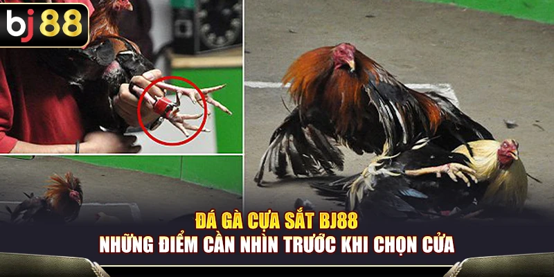 Đá Gà Cựa Sắt BJ88 – Những Điểm Cần Nhìn Trước Khi Chọn Cửa
