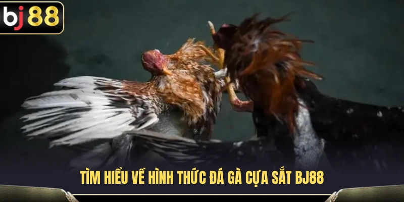 Tổng quan về đá gà cựa sắt trên nền tảng BJ 88 