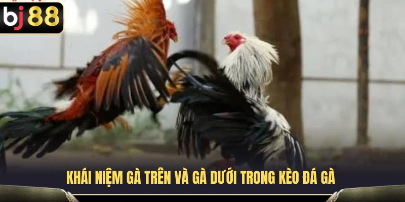 Cách phân biệt các nhóm gà trong một trận đấu đá gà 