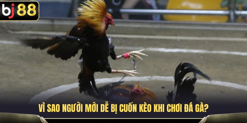 Những nguyên nhân khiến người mới dễ bị cuốn kèo 